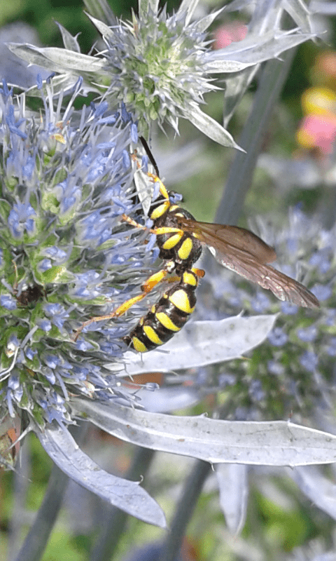 Crabronidae: femmina di Cerceris arenaria